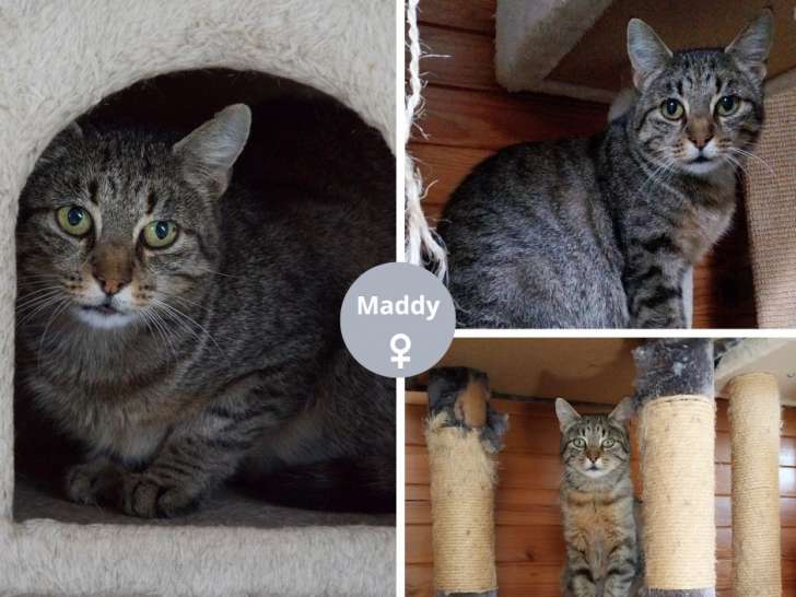 À adopter : chatte de 6 ans