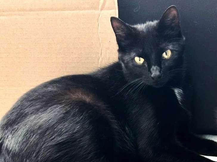 À accueillir : chatte d'un an