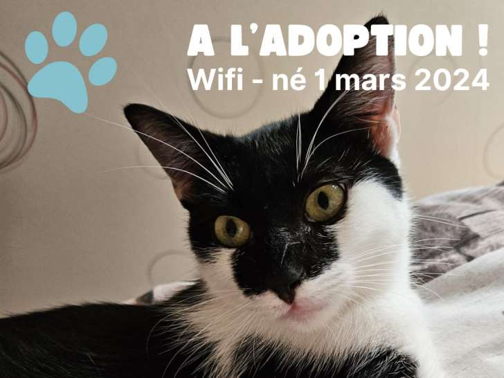 À la recherche d'une famille : chaton mâle noir et blanc e