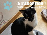 À la recherche d'une famille : chaton mâle noir et blanc e