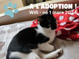À la recherche d'une famille : chaton mâle noir et blanc e