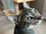 Adoption disponible : chatte tigré gris