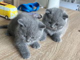 Chatons British Shorthair à vendre