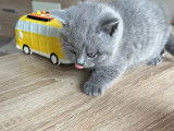 Chatons British Shorthair à vendre