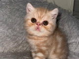 Chaton Exotic Shorthair LOOF à vendre