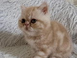 Chaton Exotic Shorthair LOOF à vendre