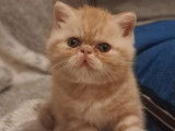 Chaton Exotic Shorthair LOOF à vendre
