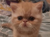 Chaton Exotic Shorthair LOOF à vendre