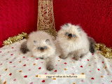 Chatons Persans Seal Point (yeux bleus) LOOF
