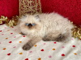 Chatons Persans Seal Point (yeux bleus) LOOF