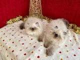 Chatons Persans Seal Point (yeux bleus) LOOF