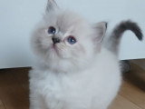 Adorables chatons Ragdoll LOOF à vendre