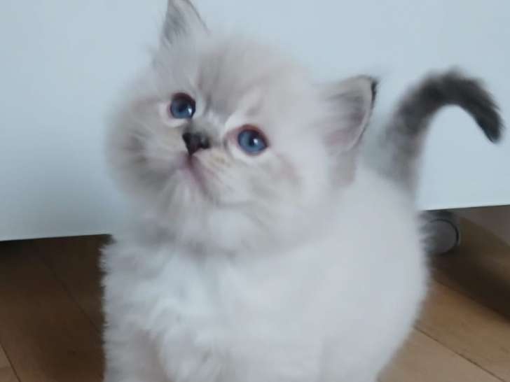 Adorables chatons Ragdoll LOOF à vendre