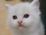 Adorables chatons Ragdoll LOOF à vendre