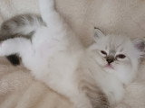 Adorables chatons Ragdoll LOOF à vendre