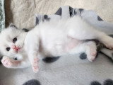 Adorables chatons Ragdoll LOOF à vendre