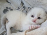 Adorables chatons Ragdoll LOOF à vendre