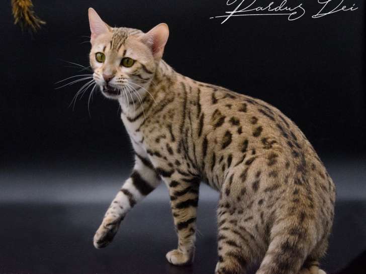 À vendre : une chatte Bengal LOOF