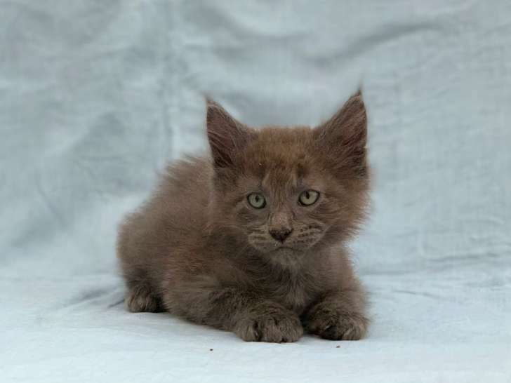 Des chatons Maine Coons LOOF disponibles à la vente