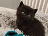 2 chatons British Shorthairs LOOF disponibles à la réservation