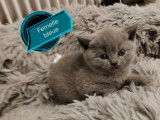 2 chatons British Shorthairs LOOF disponibles à la réservation