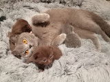 2 chatons British Shorthairs LOOF disponibles à la réservation