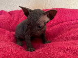 À réserver : 4 chatons Sphynx LOOF