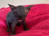 À réserver : 4 chatons Sphynx LOOF