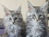 3 chatons Maine Coons LOOF à vendre