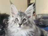3 chatons Maine Coons LOOF à vendre
