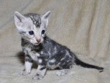 Un chaton femelle Bengal LOOF disponible à la vente