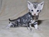 Un chaton femelle Bengal LOOF disponible à la vente
