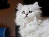 Un chaton mâle British Longhair LOOF à vendre