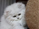 Un chaton mâle British Longhair LOOF à vendre