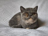 2 chatons femelles British Shorthairs LOOF à vendre