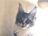 À vendre, un chaton femelle Maine Coon LOOF