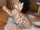 3 chatons Bengals LOOF à réserver