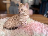 3 chatons Bengals LOOF à réserver