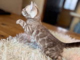 3 chatons Bengals LOOF à réserver