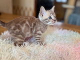 3 chatons Bengals LOOF à réserver