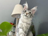 À vendre : un chaton femelle Maine Coon LOOF