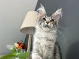 À vendre : un chaton femelle Maine Coon LOOF