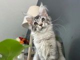 À vendre : un chaton femelle Maine Coon LOOF
