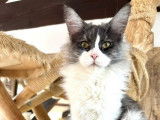 Une chatonne Maine Coon LOOF disponible à la vente