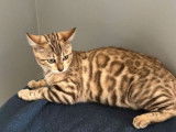 À vendre : 2 chatons Bengals LOOF