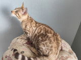 À vendre : 2 chatons Bengals LOOF