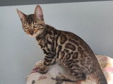 À vendre : 2 chatons Bengals LOOF