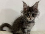 Un chaton mâle Maine Coon LOOF à vendre