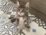 Un chaton mâle Maine Coon LOOF à vendre