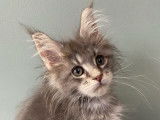 Un chaton mâle Maine Coon LOOF à vendre